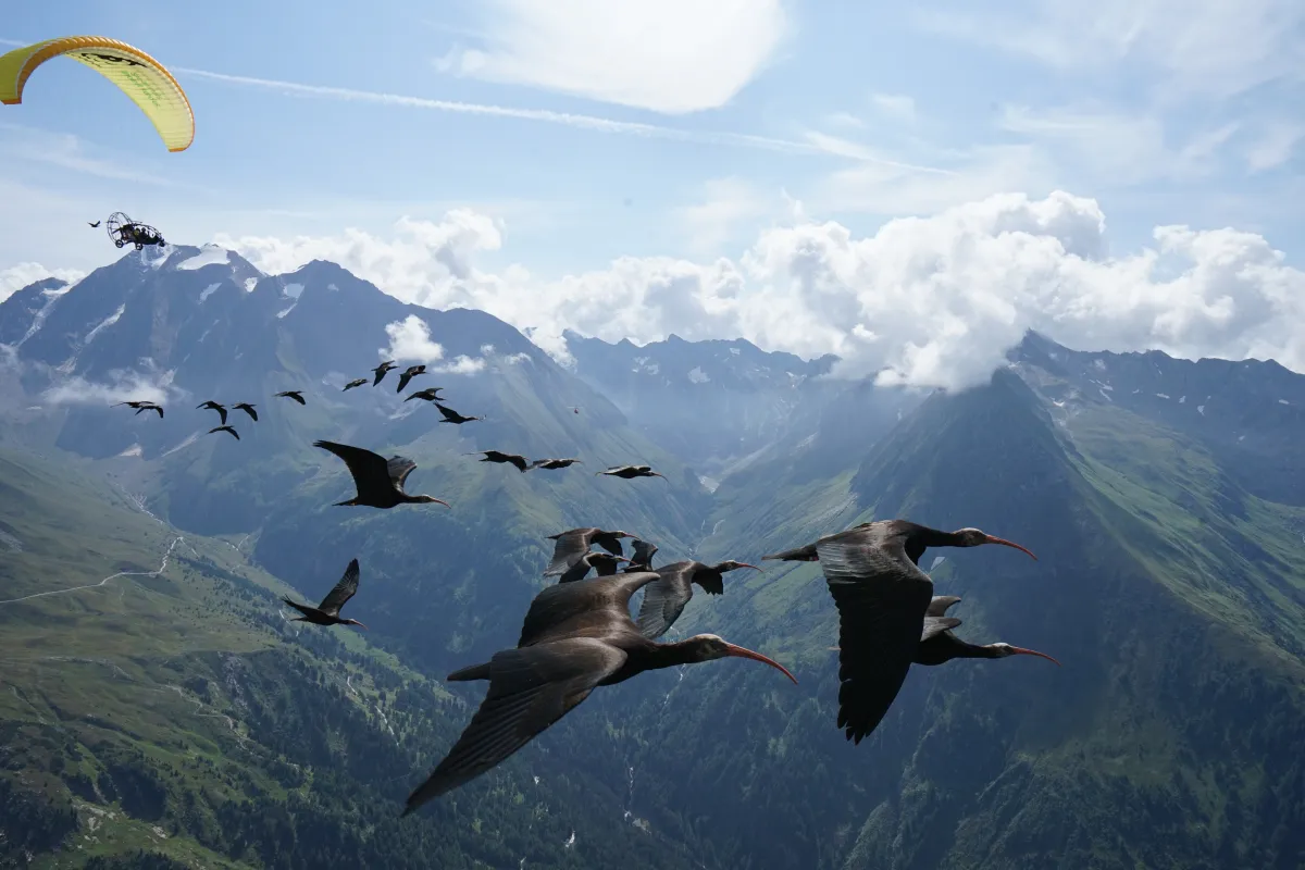 Hoch über den Bergen fliegt ein Schwarm Waldrappe, begleitet von einem Naturschützer